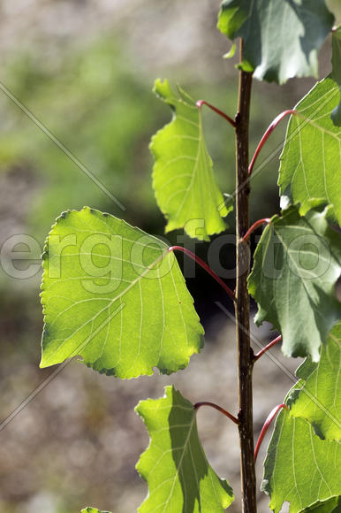 Молодой побег дерева