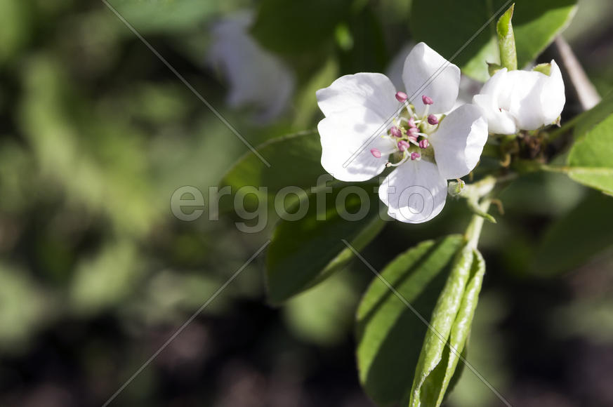 Весенние цветы