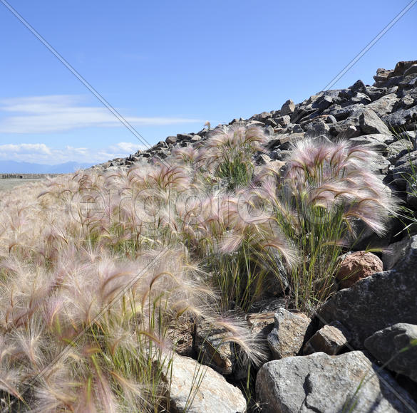 Ковыль и камень