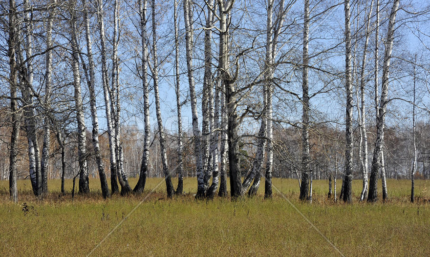 Березы на льняном поле