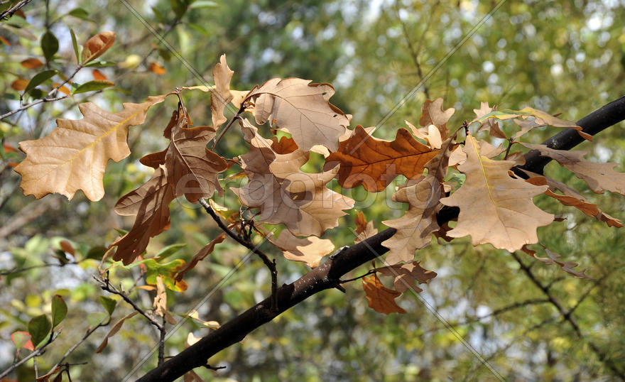 Осень.Листва дуба