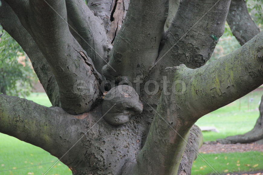 Ствол старого дерева в городском парке 