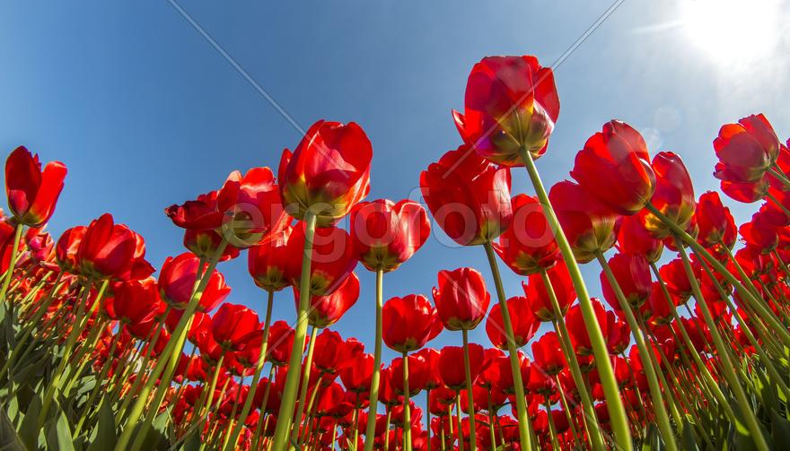 Вид на небо лежа на поле из тюльпанов днём