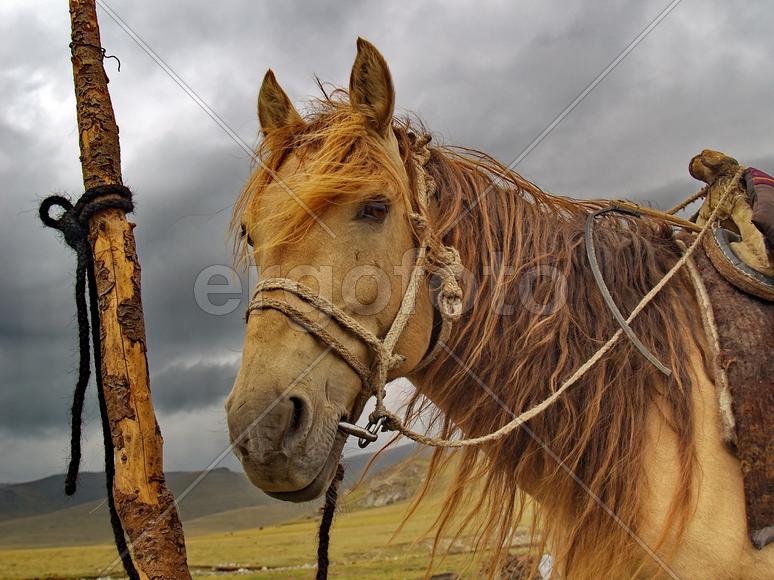 Морда лошади кочевника
