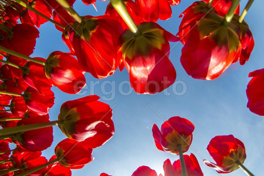 Вид на небо лежа на поле из тюльпанов днём