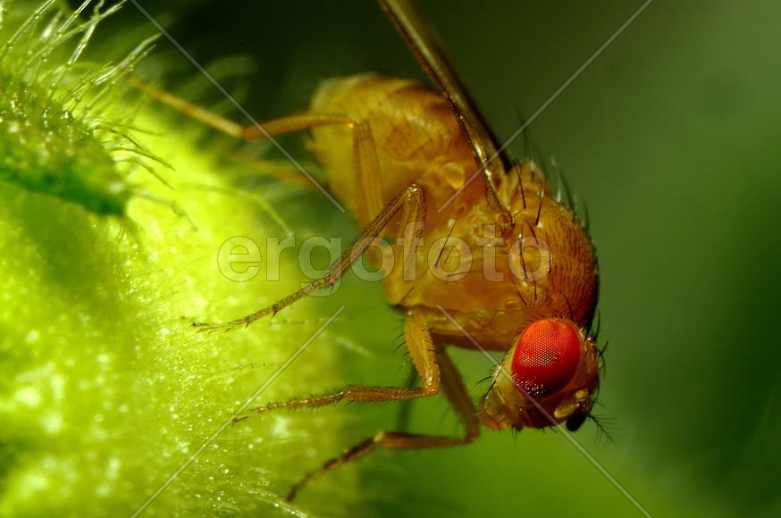 Макрофотография дрозофилы