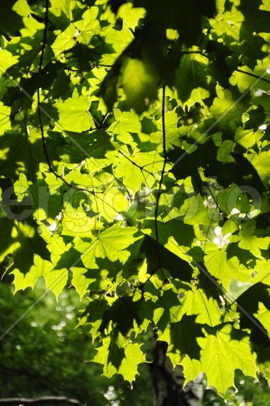 Green leaves on maple trees branches