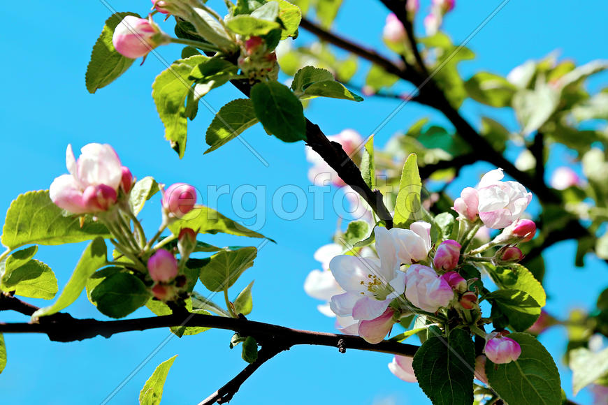 Весенние цветы на ветке дерева 