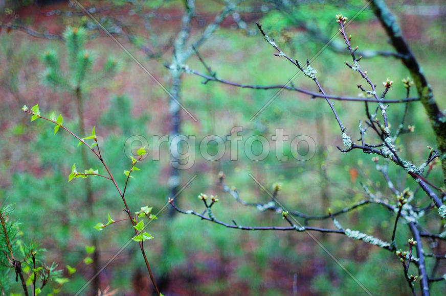Распускающиеся ветви в лесу