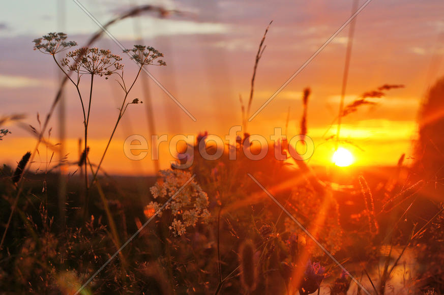 Летний закат в поле