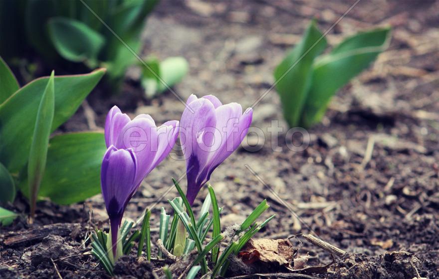 Крокусы на земле 