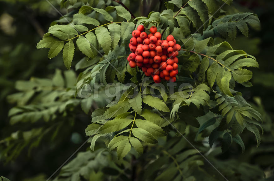 Рябины алая гроздь