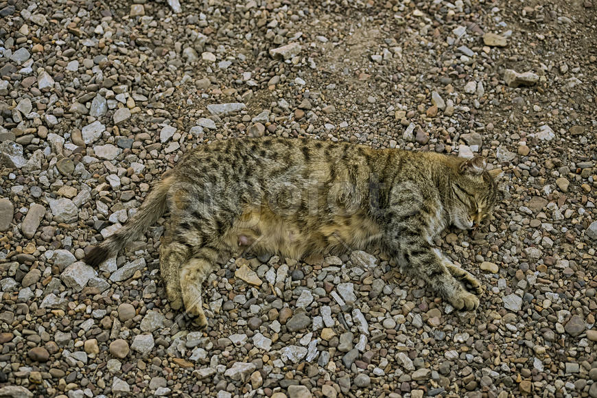 Серая кошка на серых камнях