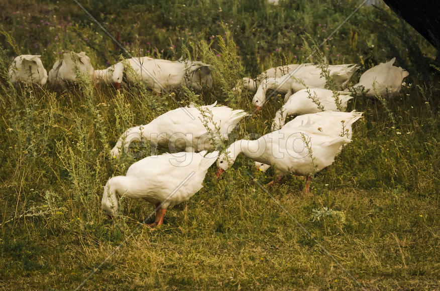 Белые гуси на поляне щиплют траву