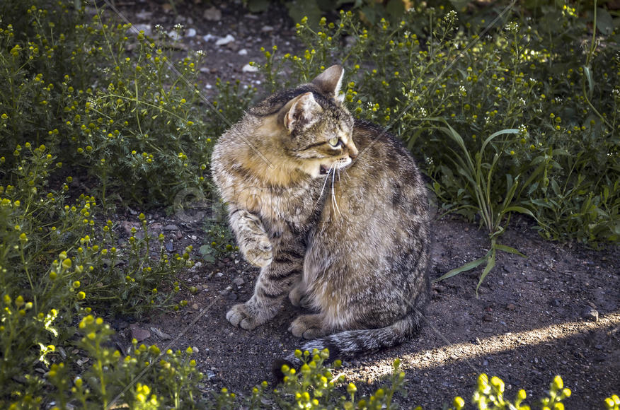 Серая кошка испугалась и смотрит на объект опасности