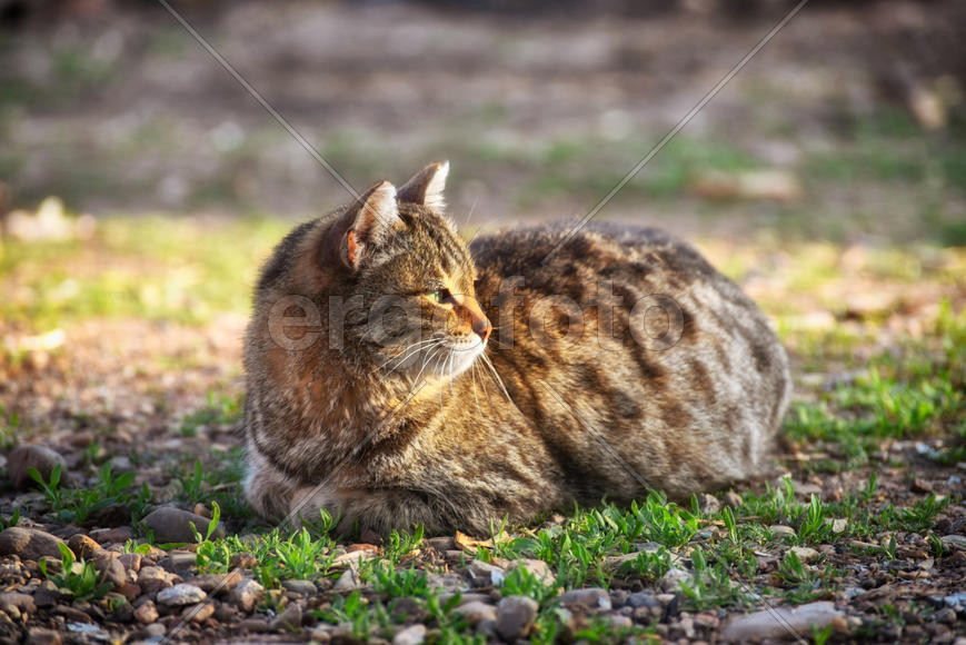 Серая кошка