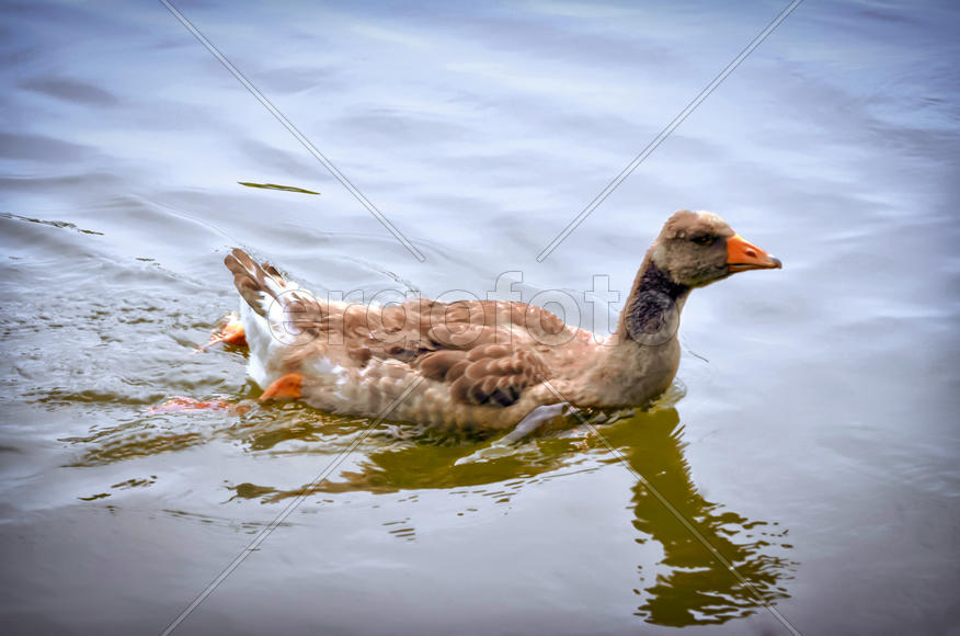 Один молодой серый гусь плывет по речке