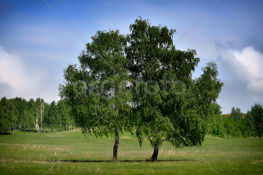 Отдельно стоящие две березы 