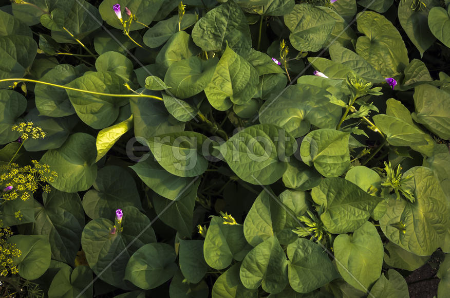 Лиана луноцвет