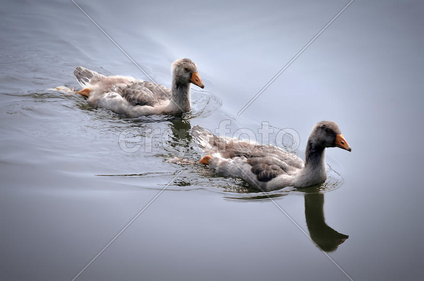 Два серых гуся плывут по речке