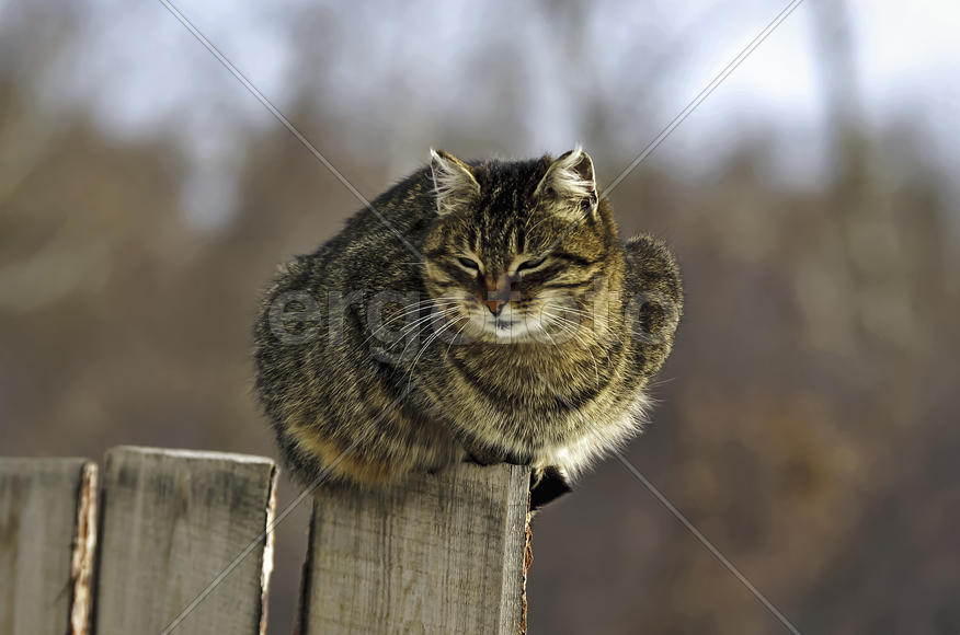 Кошка на заборе