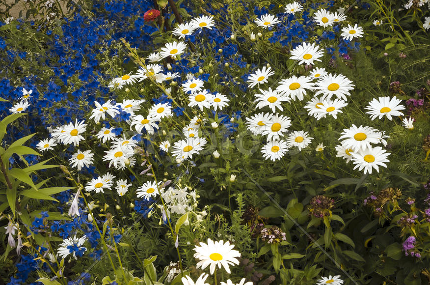 Ромашки с разными цветами