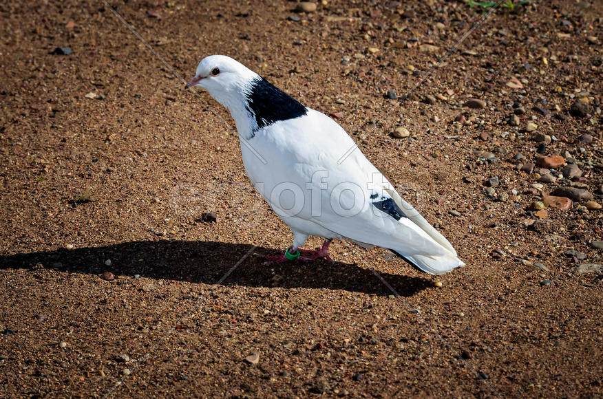 Бакинский голубь Шейка