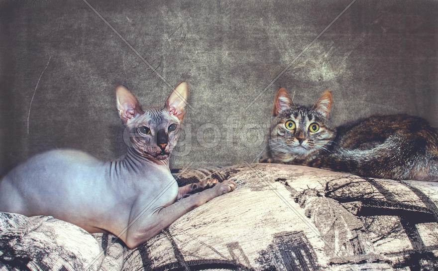 friendship animals, two cats lie to each other