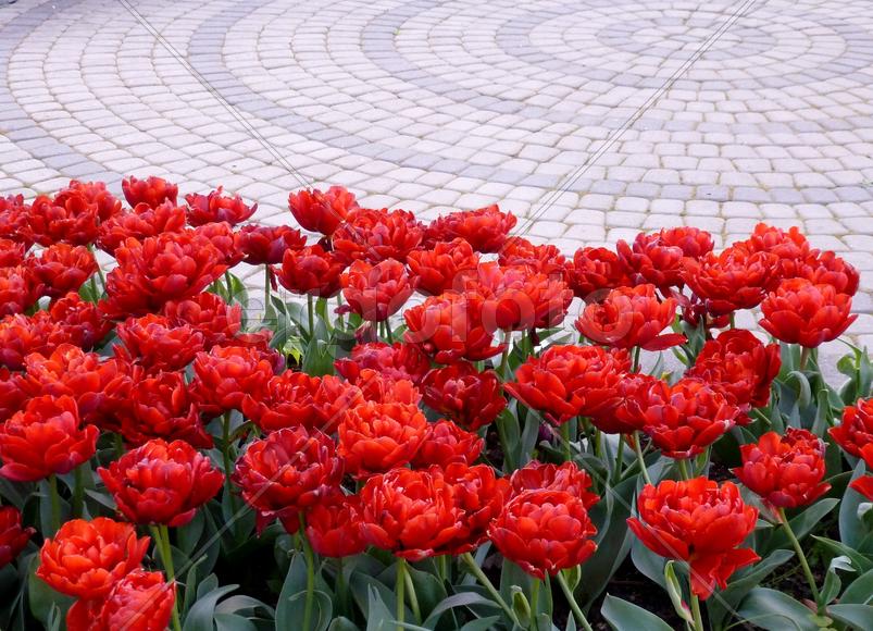 Тюльпаны в Парковой магистрали