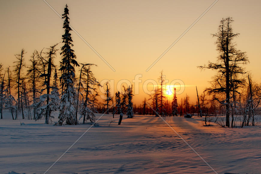 Закат зимой в лесу 