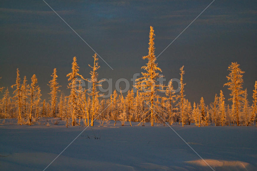 Заколдованный лес