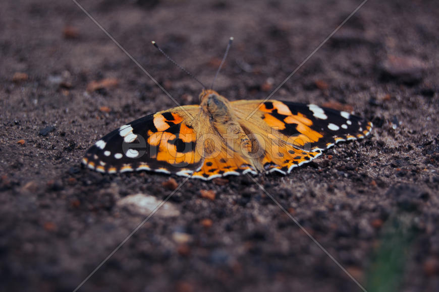 Оранжевая бабочка 