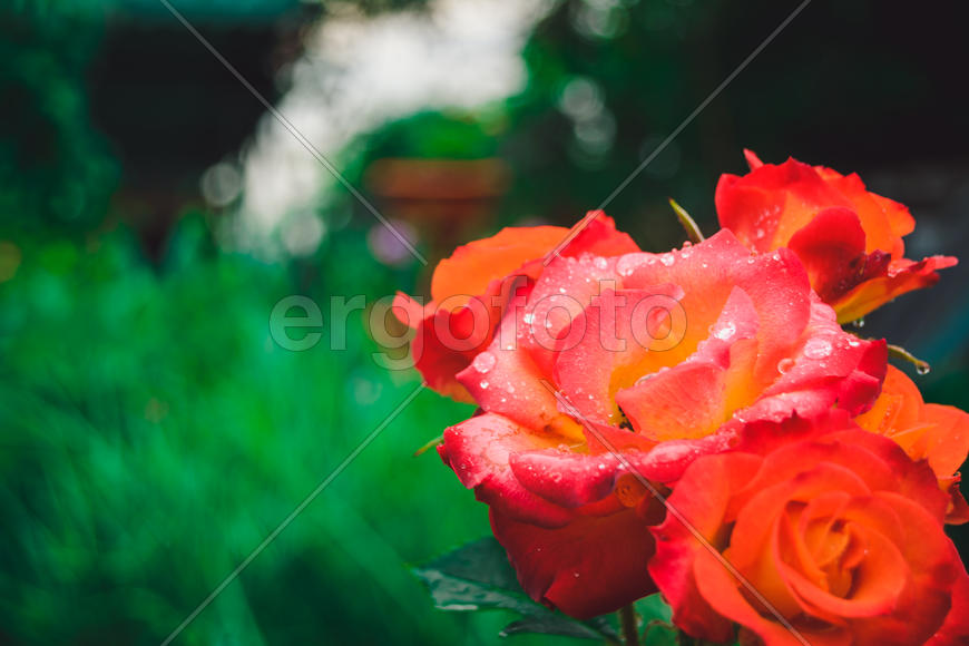 Розы после дождя