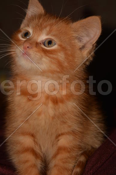 Маленький рыжик2