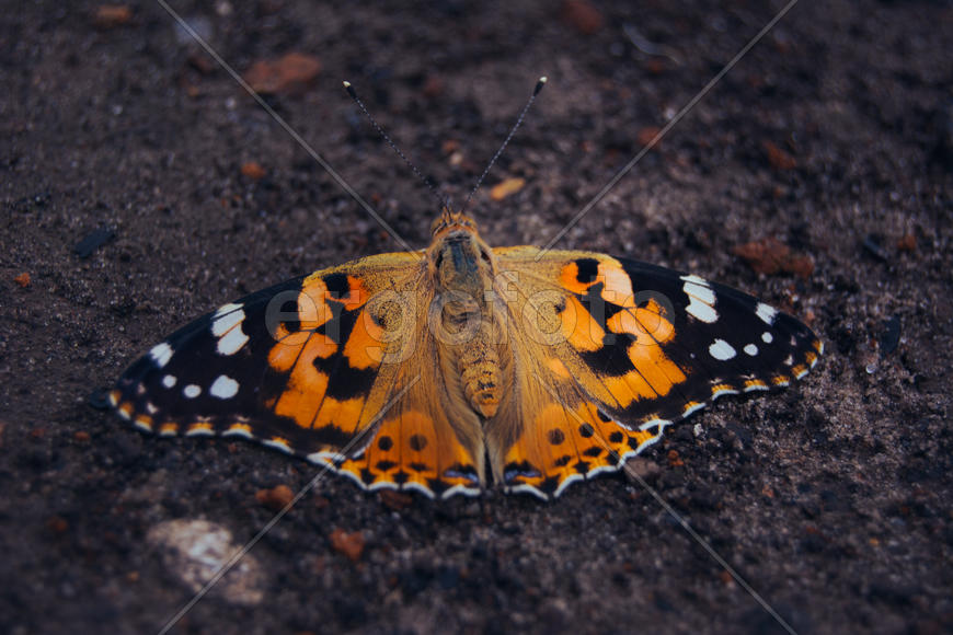 Оранжевая бабочка 