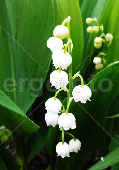 Ландыш на фоне зелени 