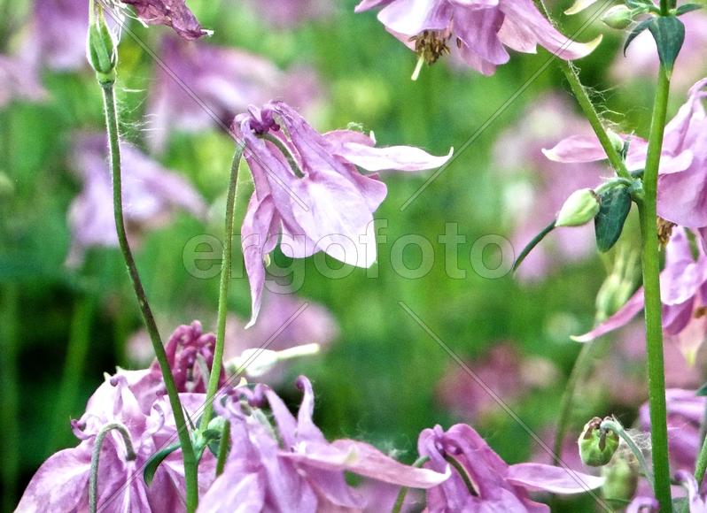 Цветы на фоне зелени 