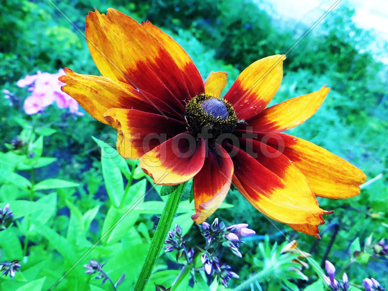 Цветок с яркими листьями 