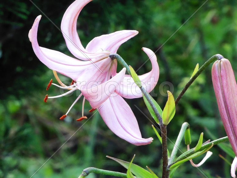 Лилия розовая 