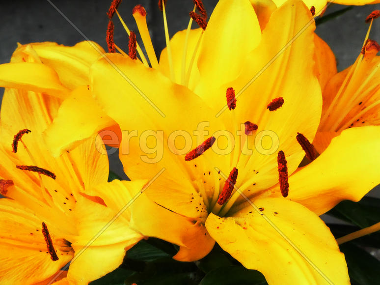 Лилии в саду