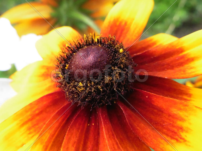 Цветок крупным планом 