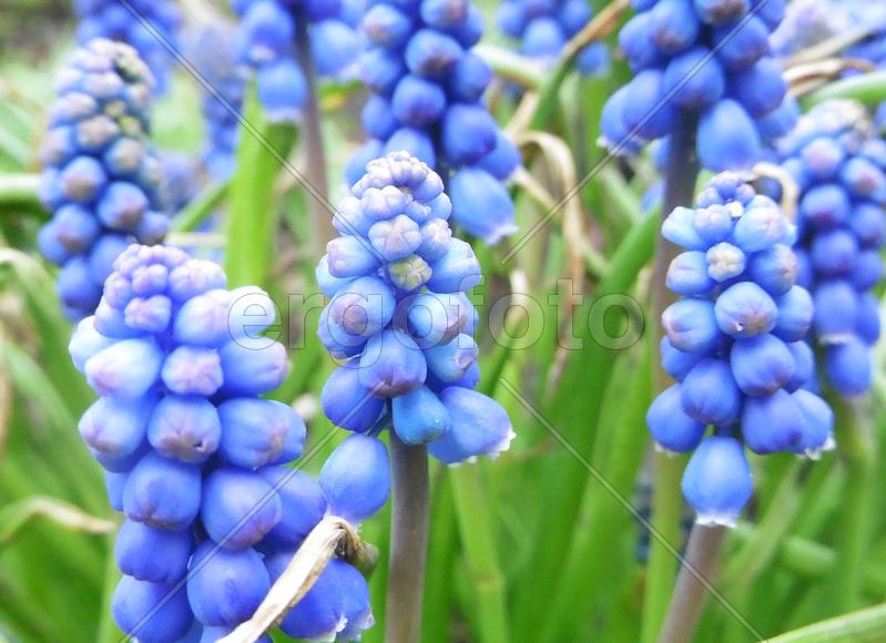 Голубые цветы на фоне зелени 