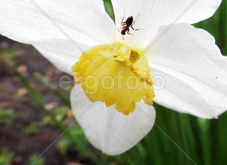 Нарцисс с насекомым 