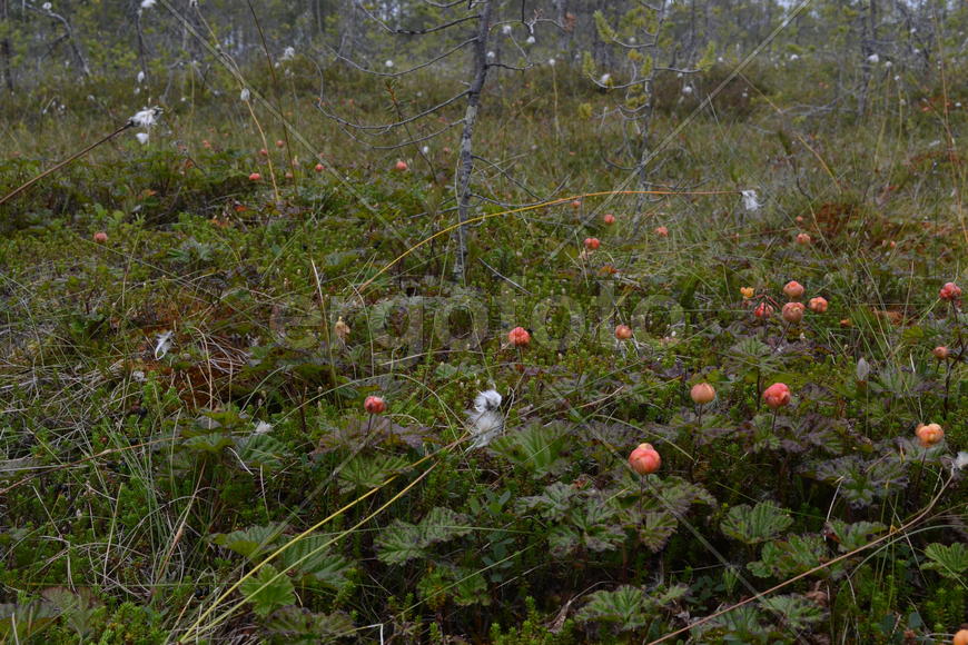 Зеленая опушка с яркими цветами 