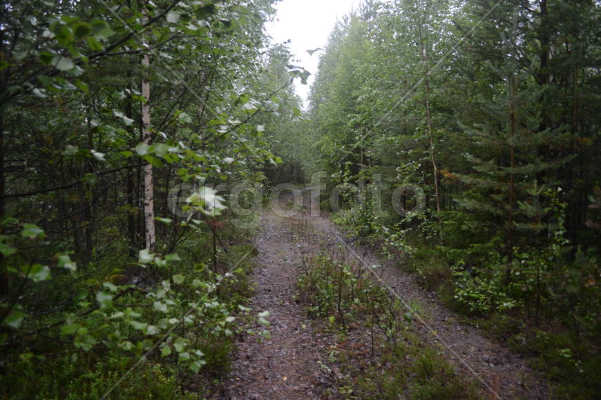 Дорога со стеной зеленых растений 