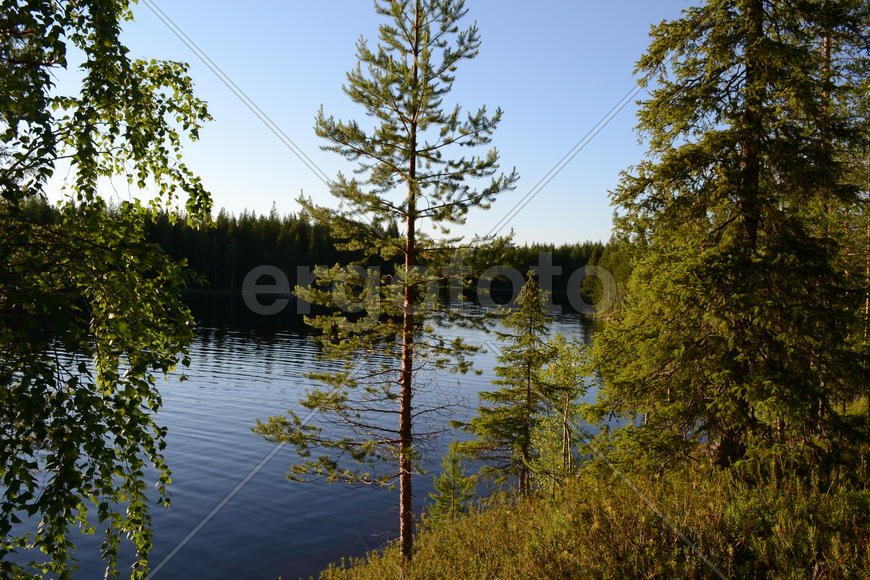 Лесное озеро летом 