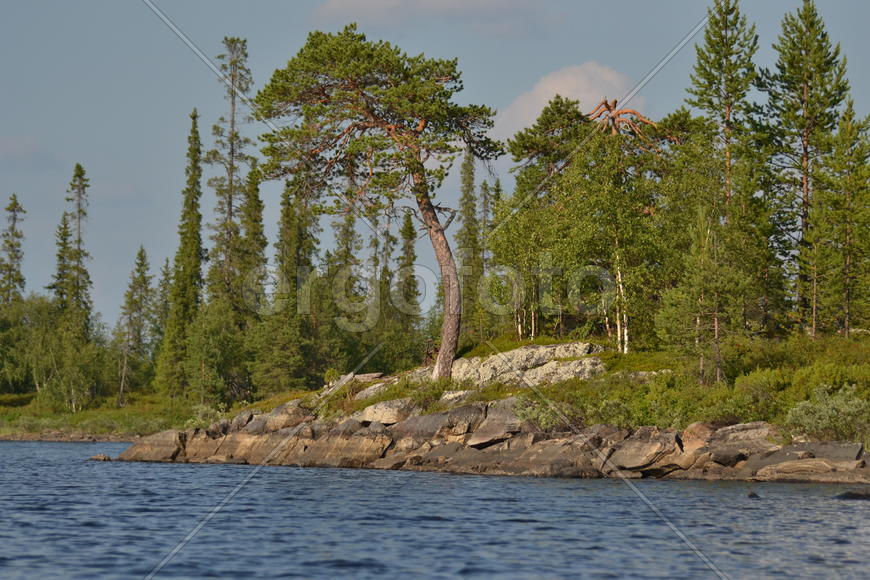 Побережье озера с зелеными деревьями