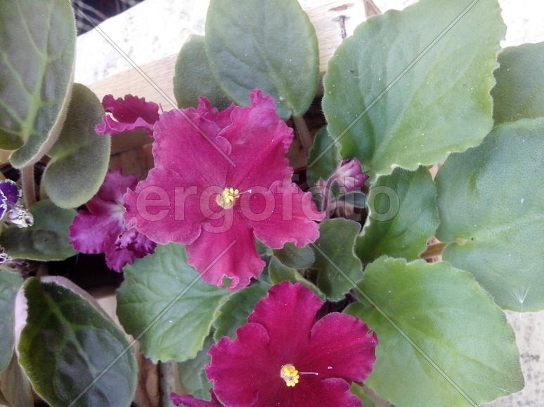 Фиолетовая фиалка на фоне зеленых листьев 