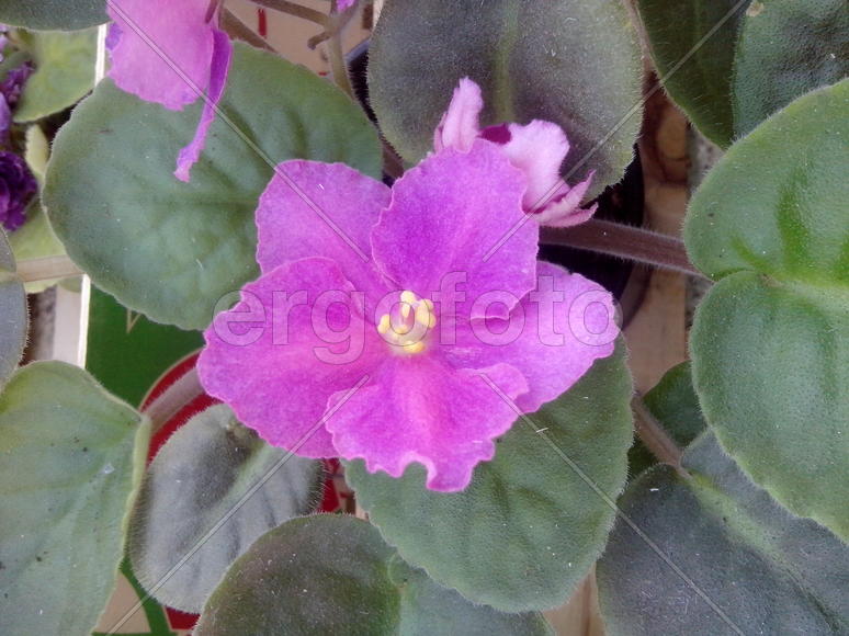 Фиолетовая фиалка на фоне зеленых листьев 