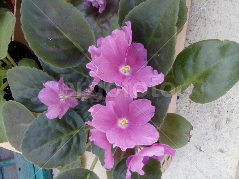 Фиолетовый цветок фиалки 